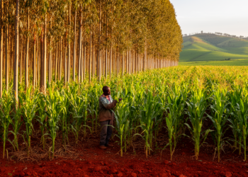 Eucalyptus hedgerows test maize yields in Ethiopia