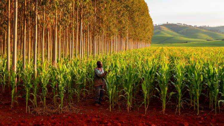 Eucalyptus hedgerows test maize yields in Ethiopia