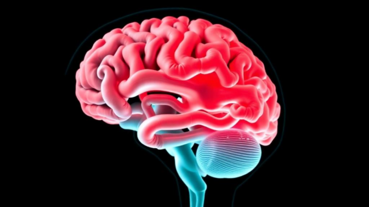 Radiation Dose to the Brain, Not Tumor Size, Drives Immune Cell Loss in Glioblastoma Patients
