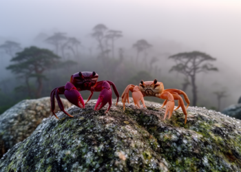 Two Striking New Crab Genera Discovered on Isolated Vietnamese Mountaintops