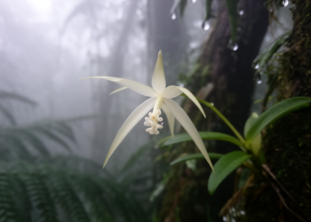 Ghostly White Orchid Discovered in Malaysia’s Cloud Forests Named Ceratostylis wanrosdyi