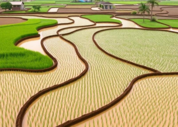 Drying Rice Paddies on Purpose Slashes Methane and Reshapes Soil Chemistry in Vietnam