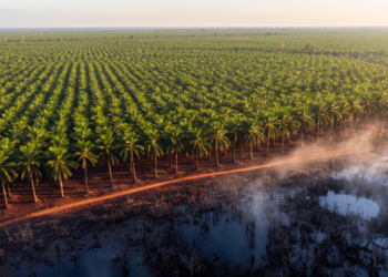 Oil Palm Conversion Turns Tropical Peat Soils from Nitrous Oxide Sinks into Emitters