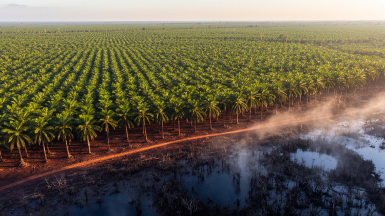 Oil Palm Conversion Turns Tropical Peat Soils from Nitrous Oxide Sinks into Emitters