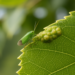 DNA Barcodes Fail to Untangle the Tiny Gall-Making Psyllids of Poplar Trees