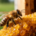 Antennal RNA Sequencing Reveals Gene Families Behind Drastic Differences in Propolis Yield