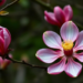 Scientists Decode the Giant Genome of a Rare Red-Flowered Magnolia