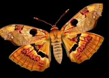 Desert moth rides African winds into Spain but never stays, DNA and weather records reveal