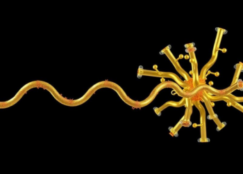 One Proline, Two Lost Charges: Simulations Reveal Divergent Early Paths of Amyloid-Beta Fragments