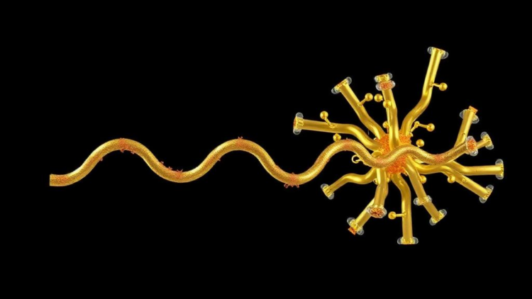 One Proline, Two Lost Charges: Simulations Reveal Divergent Early Paths of Amyloid-Beta Fragments