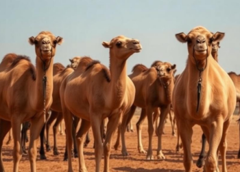 Drought Is Killing Somalia’s Camels at Alarming Rates, National Survey Reveals