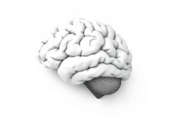 Does the Brain Really Predict What You Read? New Study Puts Predictive Coding to the Test