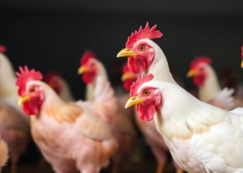 Upgraded β-Mannanase Enzymes Unlock Energy Savings in Broiler Feed