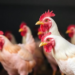 Upgraded β-Mannanase Enzymes Unlock Energy Savings in Broiler Feed