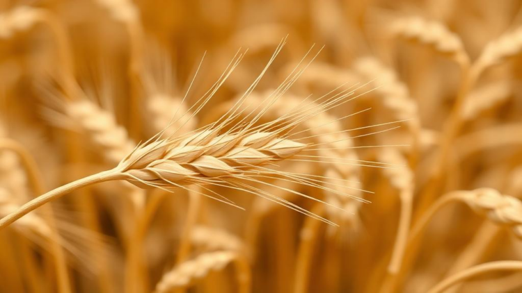 Ancient Jumping Genes May Help Wheat Survive Drought Through Epigenetic Control