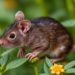 Ragweed Pollen Can Trigger Antibiotic-Resistant Staph Pneumonia, Mouse Study Shows