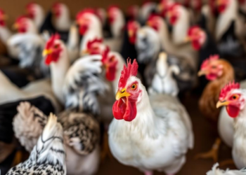 Zambia’s Poultry Vets Show Antibiotic Stewardship Gains But Structural Gaps Persist