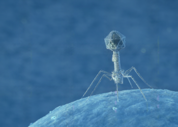 Bacteria Detect Viral Proteases to Trigger Immune Response