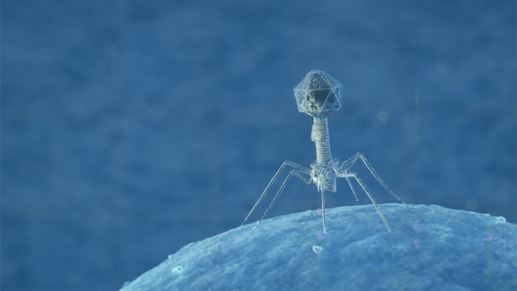 Bacteria Detect Viral Proteases to Trigger Immune Response