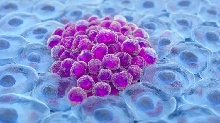 Sex Chromosomes Direct Cancer, Heart Health, and Longevity