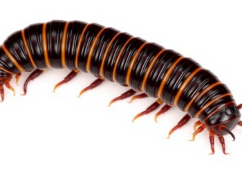 Two New Giant Pill-Millipede Species Discovered in Thailand Through Integrative Taxonomy