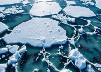 Ancient algae clues reveal Arctic winter sea ice loss is far worse than models predicted