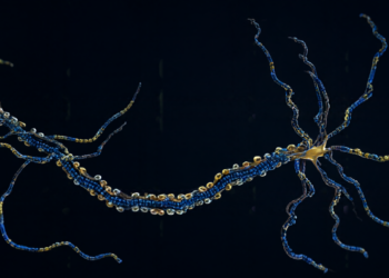 Giant Molecular Threads Supercharge Neuron Growth