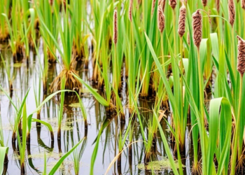 Scientists Move to Rename Europe’s Reed and Sedge Marsh Communities