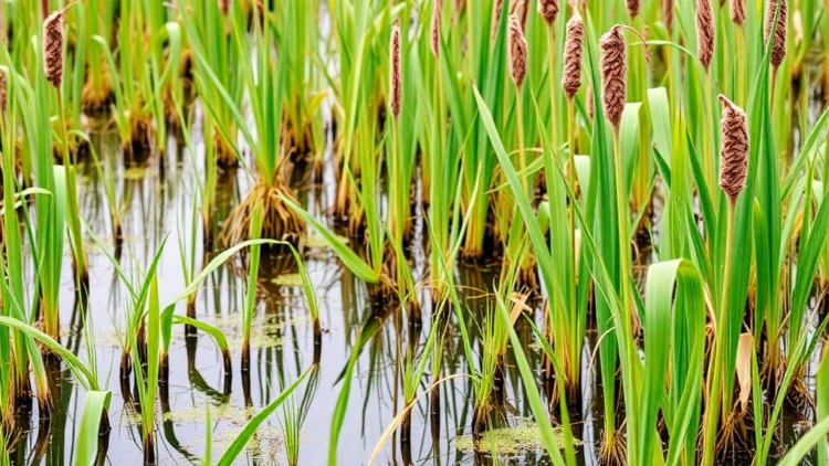 Scientists Move to Rename Europe’s Reed and Sedge Marsh Communities