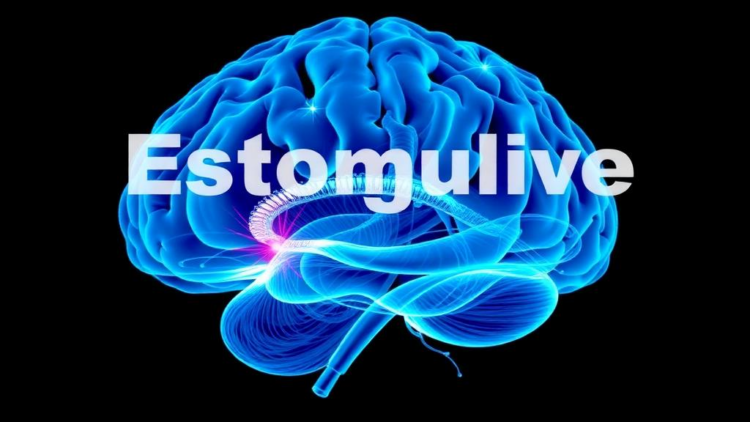 Landmark Study Linking Estrogen to Ketamine Brain Protection Retracted Over Image Integrity