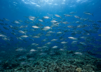 Climate and Overfishing Ended Historic Herring Trade
