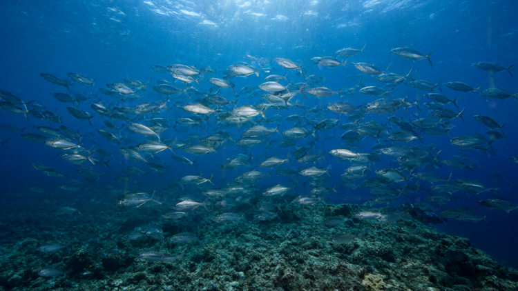 Climate and Overfishing Ended Historic Herring Trade