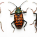 Three Hidden Scale Insect Species Discovered in Southern China’s Oak Bark