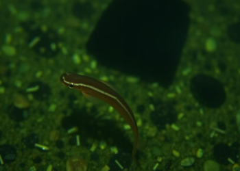 Brazil’s Silent Battle Against Barriga d’Água: Why Schistosomiasis Refuses to Disappear