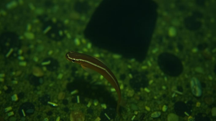 Brazil’s Silent Battle Against Barriga d’Água: Why Schistosomiasis Refuses to Disappear