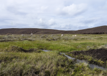 Grazing Increases Soil Carbon in Sub-Arctic Grasslands