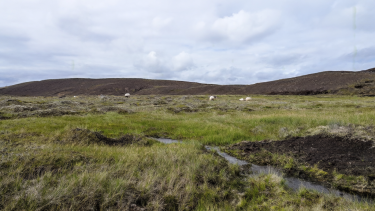 Grazing Increases Soil Carbon in Sub-Arctic Grasslands