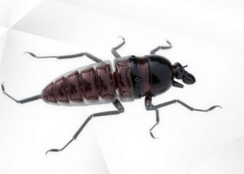 Proline Analogues Expose a Metabolic Weak Spot in the Chagas Disease Parasite