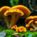 Giant Fungus From Yunnan Reveals a New Fungal Family Born After the Dinosaur Extinction