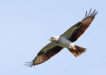 How Migrating Birds May See Earth’s Magnetic Field: A Quantum Guide to the Avian Compass