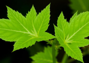 Lupin Leaf Extract Triggers Oxidative Stress and Enzyme Collapse in Two Common Weeds