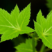 Lupin Leaf Extract Triggers Oxidative Stress and Enzyme Collapse in Two Common Weeds
