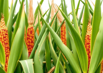 Native Genes Deliver Dual Insect Resistance in Tropical Maize Hybrids