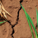 Rice Straw, Fertilizers and Vetiver Roots: A Recipe That Stops Expansive Soil From Cracking