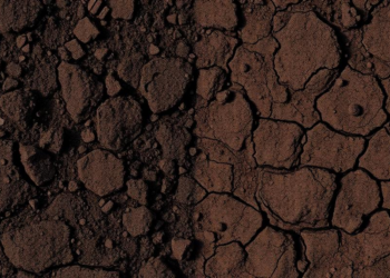 Hidden Soil Worlds: DNA Reveals How Forest and Grassland Microbes Differ Side by Side