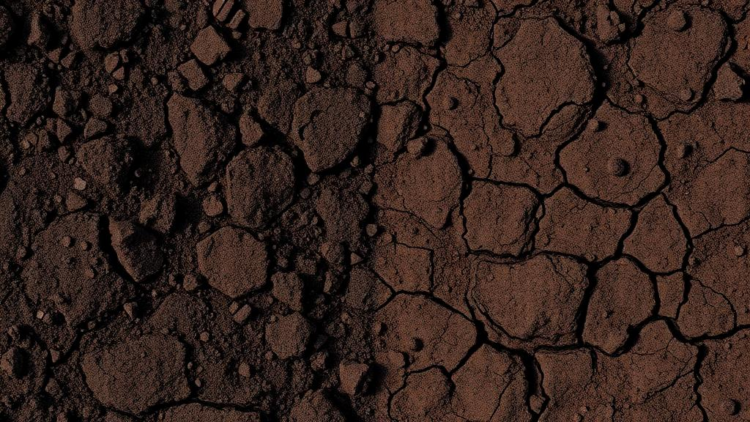 Hidden Soil Worlds: DNA Reveals How Forest and Grassland Microbes Differ Side by Side