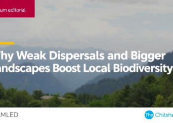 Why Weak Dispersal and Bigger Landscapes Boost Local Biodiversity