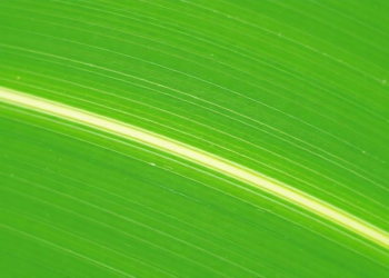 Leaf Anatomy Cracks the Code of Brazil’s Trickiest Grasses