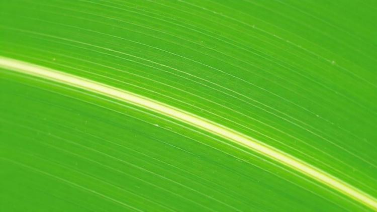 Leaf Anatomy Cracks the Code of Brazil’s Trickiest Grasses