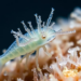 Sea Sapphire Copepods Turn Lakshadweep Waters Into Living Jewels